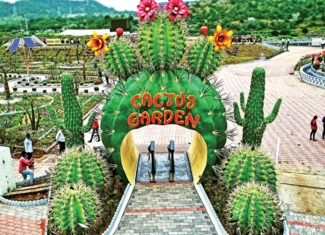 Cactus Garden 2