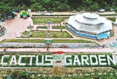 Cactus Garden 1