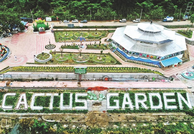 Cactus Garden 1